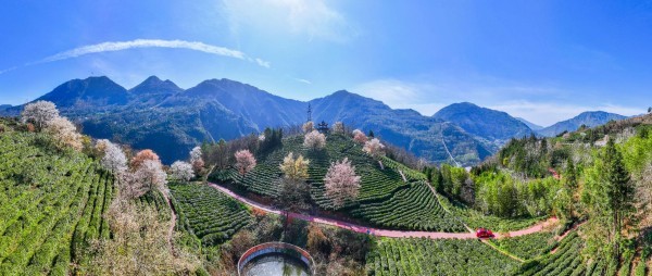 北川特色产业“串珠成链”激活发展新动能