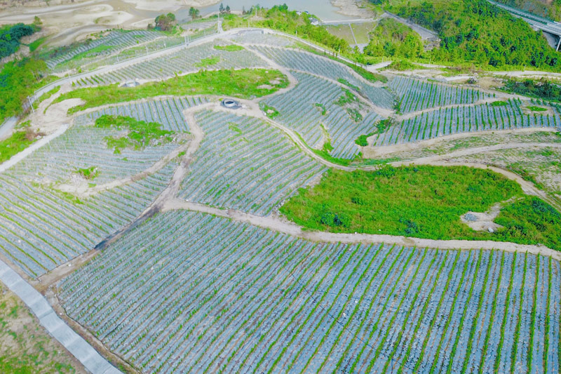 图九：天河镇北安村黄金百香果基地