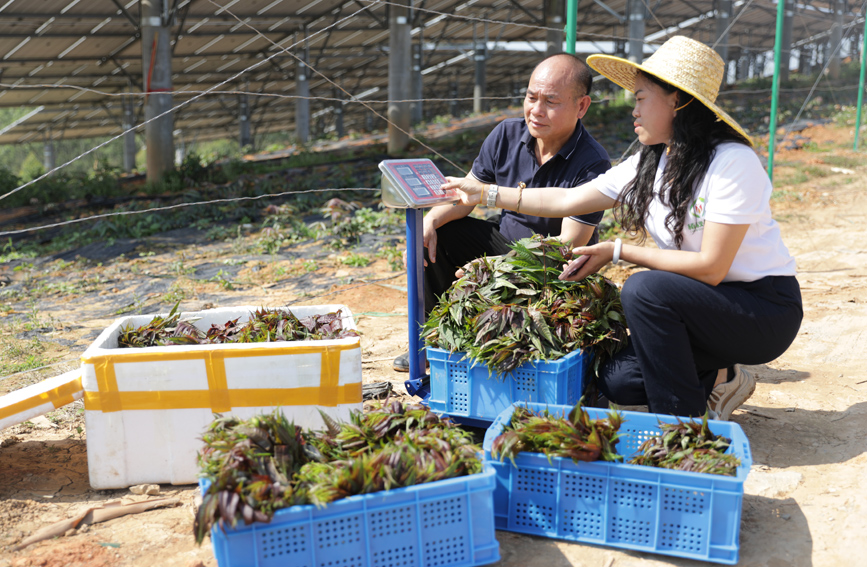 村民忙着上秤称重香椿芽。