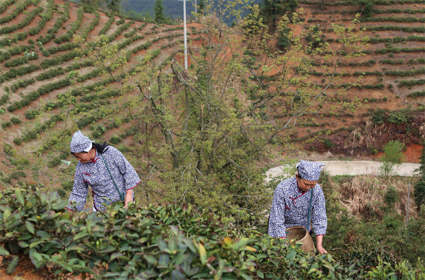 茶农在彭泽县雷峰尖茶园采摘春茶。彭琴摄