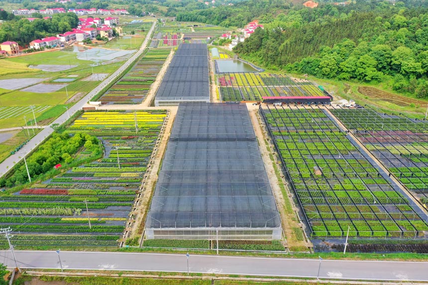 芦溪县银河镇紫溪村花卉基地。王强摄