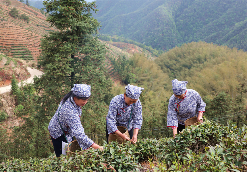 茶农在彭泽县雷峰尖茶园采摘春茶。彭琴摄