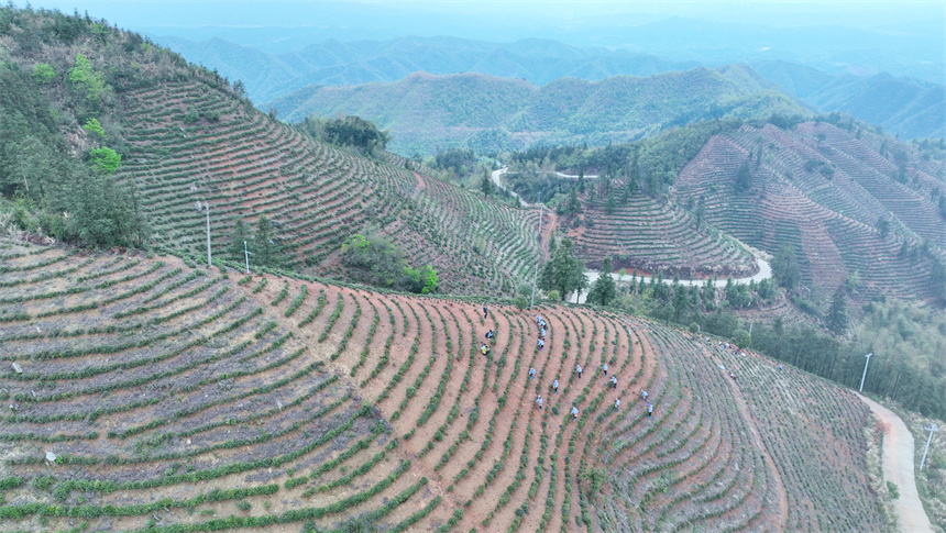 航拍彭泽县雷峰尖茶园。彭琴摄