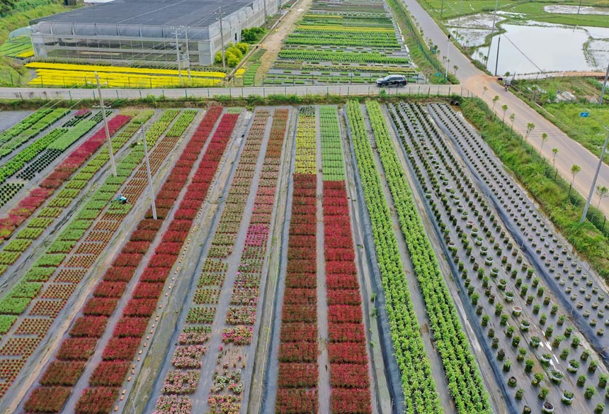 芦溪县银河镇紫溪村花卉基地。王强摄