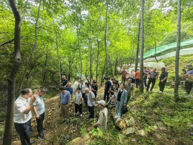 首届太行山灵芝文化节在石家庄灵寿县太行山灵芝谷盛大开幕